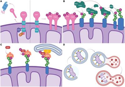 Defective PTEN-induced kinase 1/Parkin mediated mitophagy and neurodegenerative diseases